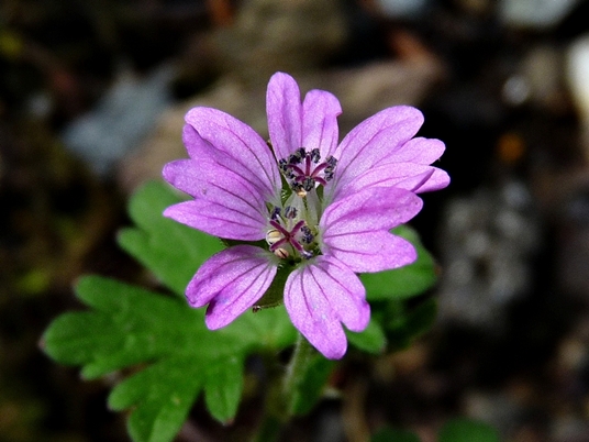 {Geranium molle}